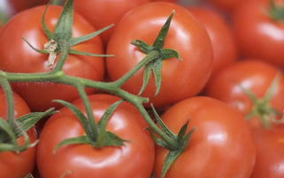 2019年上半年國家農(nóng)產(chǎn)品質(zhì)量安全風(fēng)險(xiǎn)監(jiān)測 初加工食用農(nóng)產(chǎn)品質(zhì)量安全水平穩(wěn)步提升